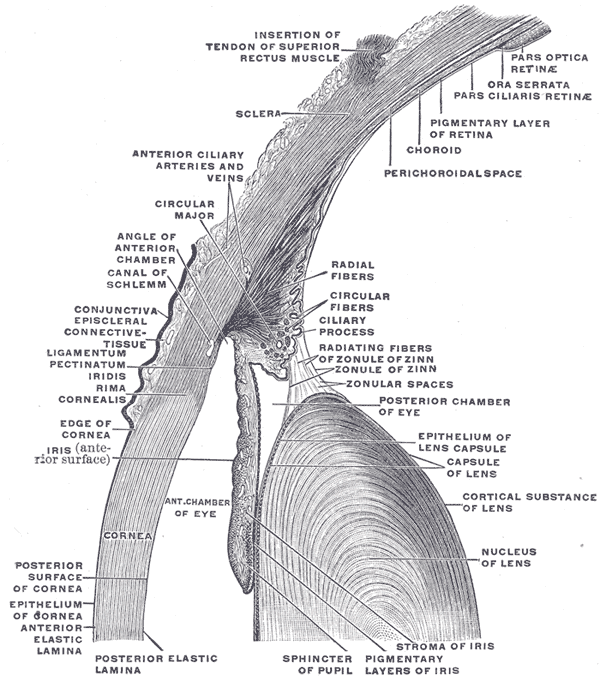 Fényrekesz (rentinára érkező fény szabályozása, adaptáció, 1,5 8 mm) Pupilla sphincter izom (paraszimpatikus IR) Pupilla dilatator izom