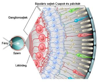 Retina Fotoreceptorok Retinális