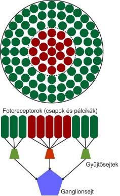 horizontális sejtek) Sárgafolt(fovea) Vakfolt