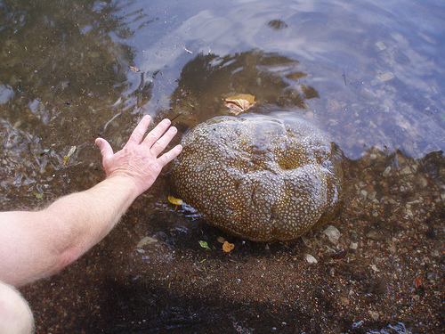 Környezetjelzés Tömeges előfordulás eutrofizáció Buda, E3 bryozoás márga Fót,