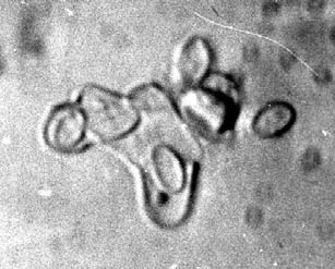 haploid hifa