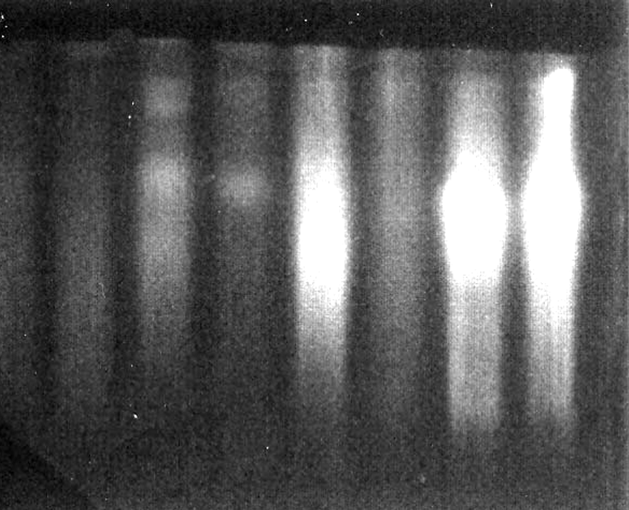 japonicus harmadik kromoszómája is ~8,3 mb-os mérettartományban.