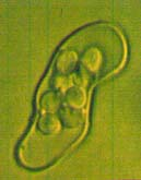 4.1.5. Protoplaszt fúzió alkalmazása A S.