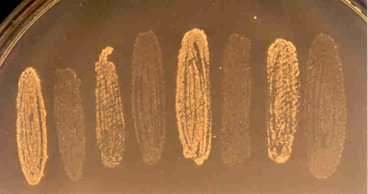 7-52 ura-8 ( 3-as csoport ) x 7-79 ura4-22 ( 4-es csoport ) életképes diploidot kaptunk különböző csoport SMA + uracil táptalajon SMA + leucin táptalajon 15.
