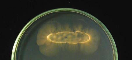 A diploid hifák növekedési üteme pedig a haploid hifák növekedési ütemével megegyező volt, vagy egészen enyhén lassabb, mely a nagyobb sejtméret arányosan nagyobb citoplazmaképzési igényével