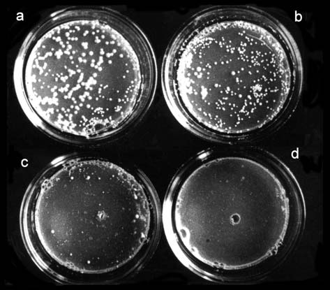 Geneticin Hygromycin S. pombe 0-1 40 ug/ml 20-30 ug/ml L 972 S. japonicus 7-1 90 ug/ml 100 ug/ml 22. ábra 13. táblázat A S.