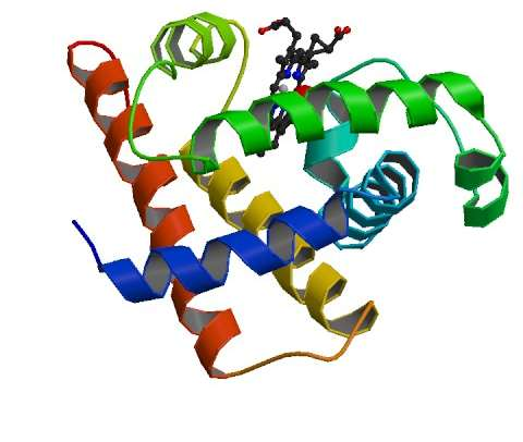 koagulál A mioglobin az első ismert szerkezetű fehérje 5 A
