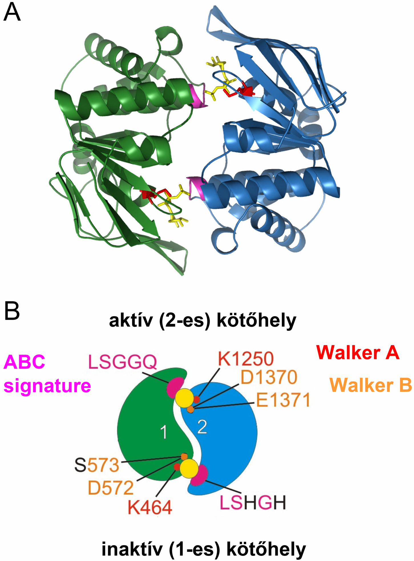 4. ábra. Az ABC fehérjék NBD dimer szerkezete. A, A Methanococcus jannaschii baktérium lipoprotein exporter komplexe (LolCDE) NBD doménjének (LolD, Mj0796) kristályszerkezete (PDBID: 1L2T).