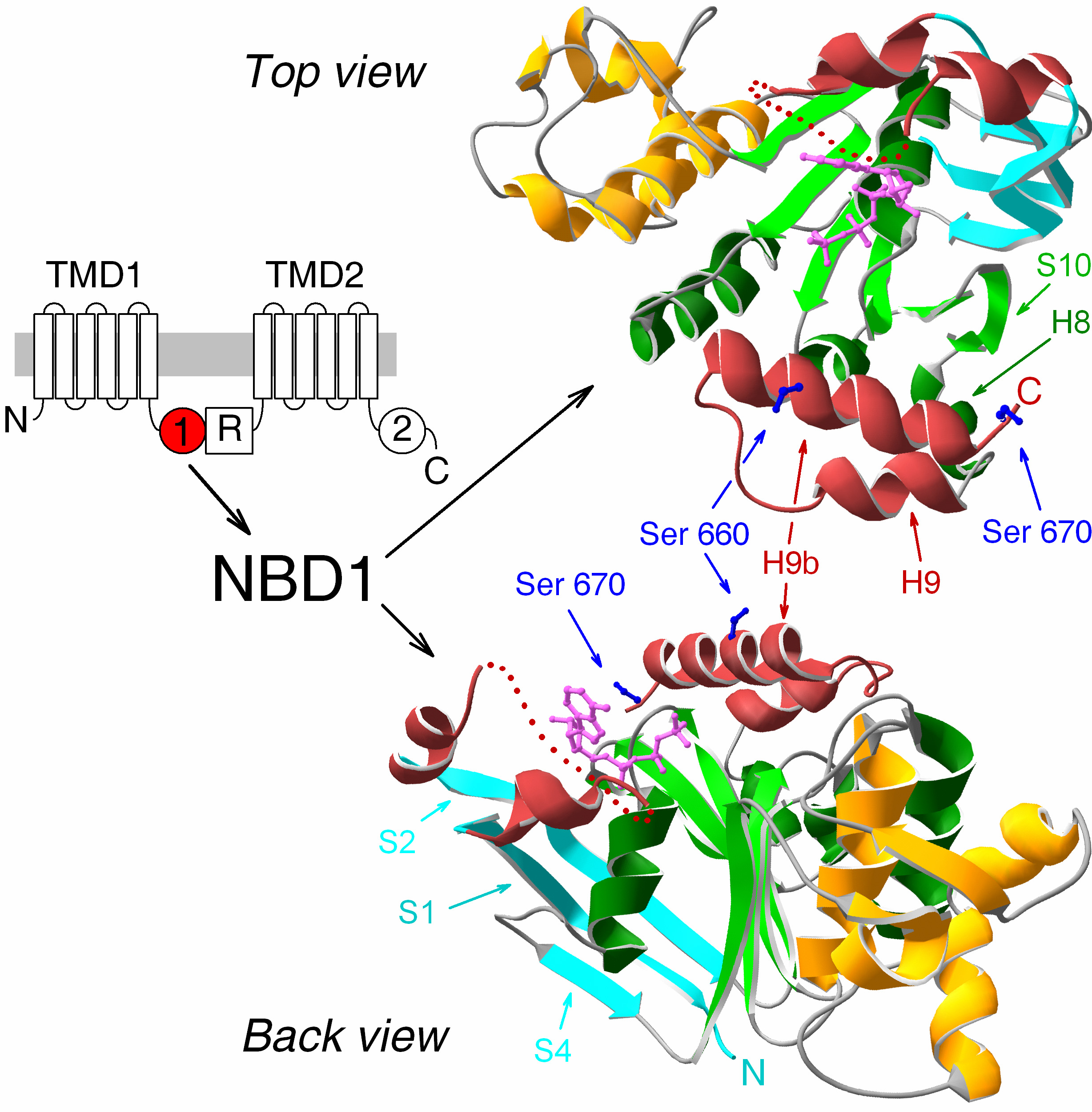 Dr. Csanády László 14. ábra. Nem konzervált szakaszok elhelyezkedése a CFTR NBD1 szerkezetben. (Bal) CFTR membrán topológia, az NBD1 domén pirossal kiemelve.