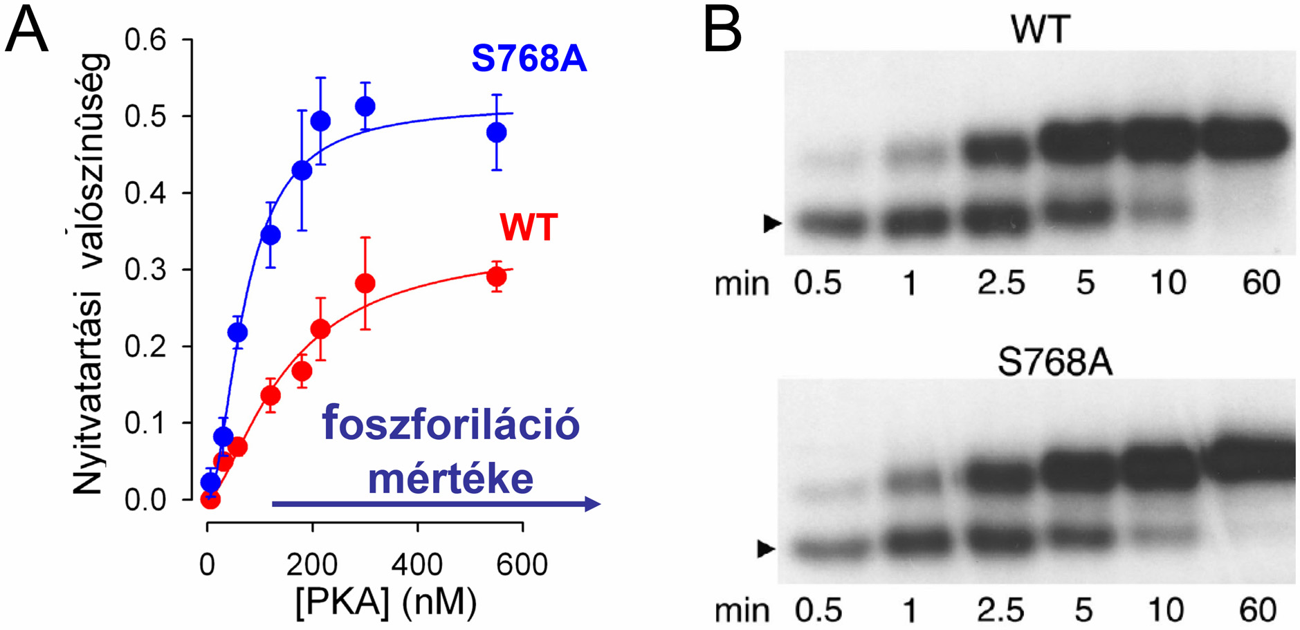 16. ábra. Az S768A mutáció növeli a CFTR csatornák nyitvatartási valószínűségét, de nem befolyásolja a többi R domén szerin foszforilációjának kinetikáját.