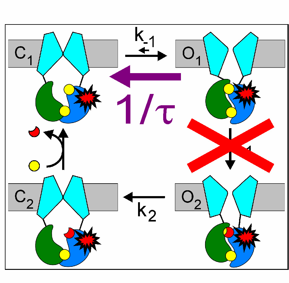 Az ATP elvonását követő áramrelaxációk exponenciális függvénnyel lettek illesztve (színes görbék), az illesztett időállandó (τ) inverze a záródási sebesség.