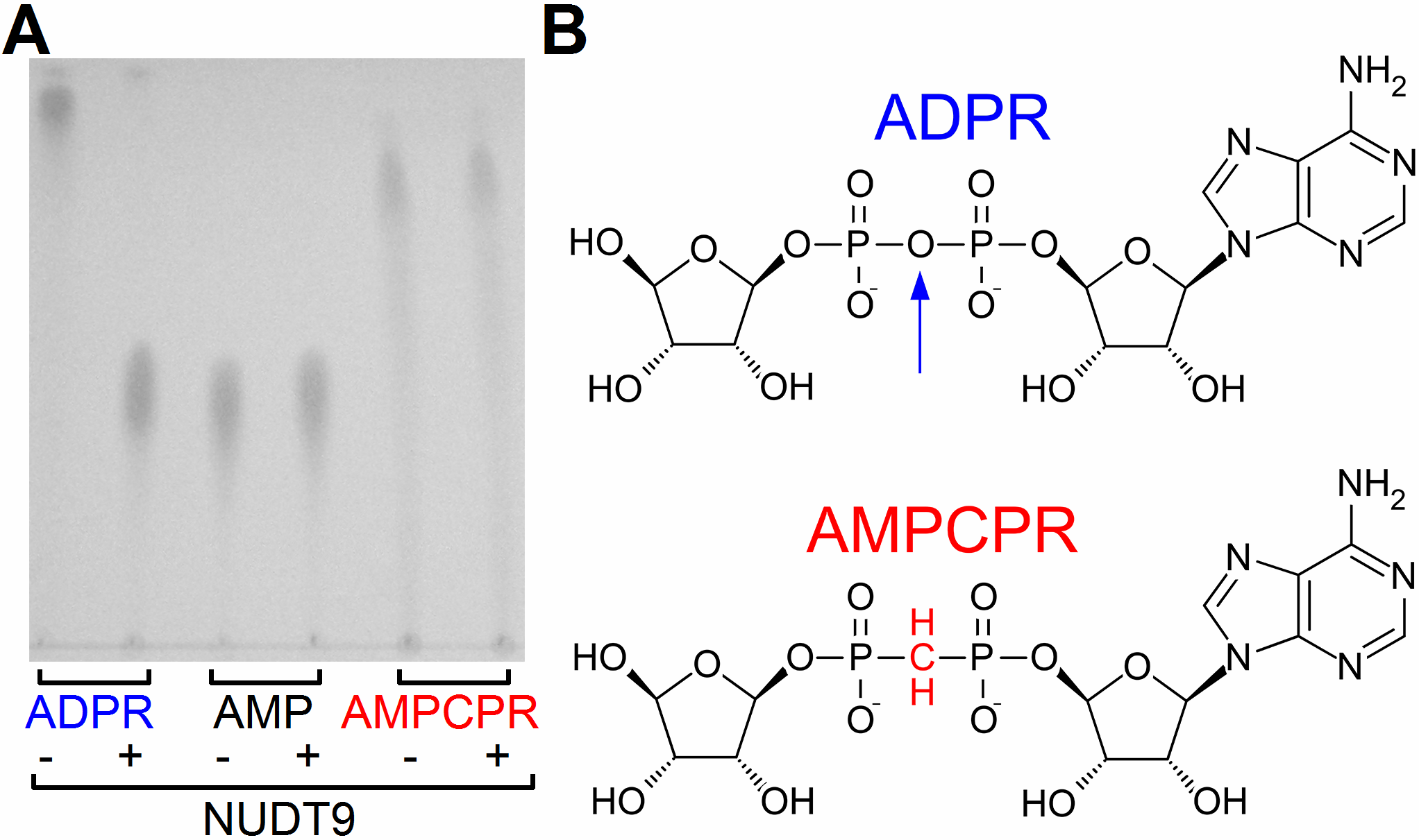 42. ábra. Az AMPCPR nem-hidrolizálható ADPR analóg. A, ADPR, AMP, és AMPCPR minták vékonyréteg kromatográfiás analízise NUDT9 enzimmel történt inkubáció előtt (-) és után (+).