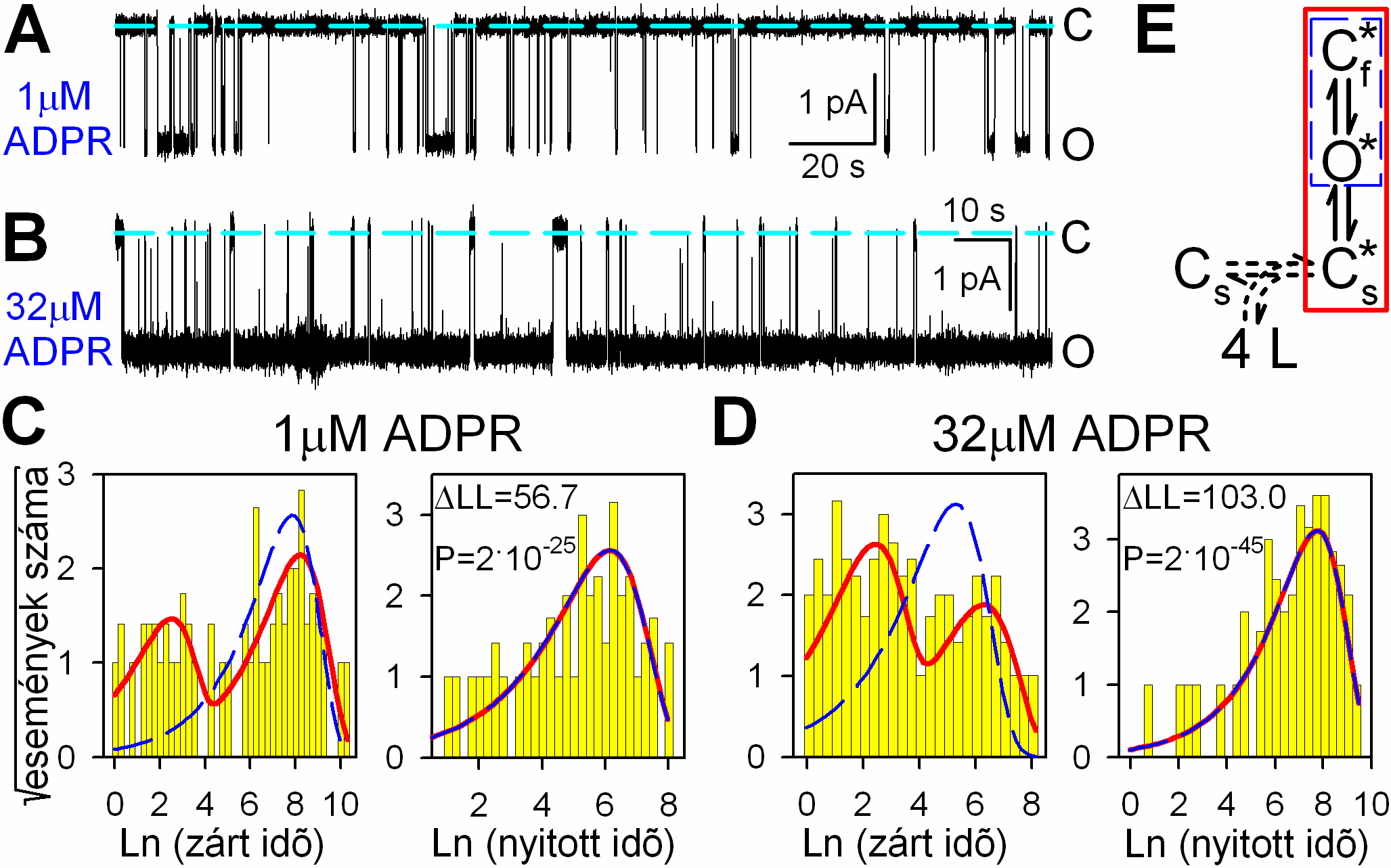 45. ábra. Egyedi TRPM2 csatornák még telítési ADPR mellett is burst-ös kapuzási mintázatot mutatnak.