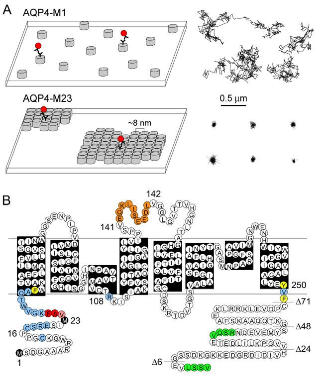 Aquaporin4 Agyban leggyakoribb forma. Asztro végtalpon!