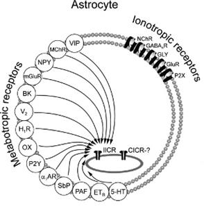 Neurotranszmitter/neuromodulátor receptorok Astrocyte NT receptors Ionotropic receptors A. Glutamate receptors: AMPA/Kainate, NMDA receptors B. GABAAreceptors C. P2X (ATP) Purinoreceptors D.