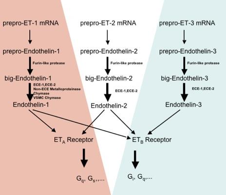 Endotelin receptorok (39 AS) (21AS) - név: endotél termeli - kis peptide, 21 AS (de találtak 31 AS endotelineket is) - vazoaktív peptidek: