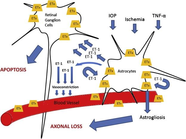 Astrocytes may play an important role