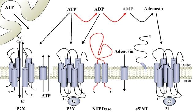 Sejtből KI: exocitózis vagy transzportereken át 2. AMP-nek jelenleg nincs ismert receptora 1. 3.