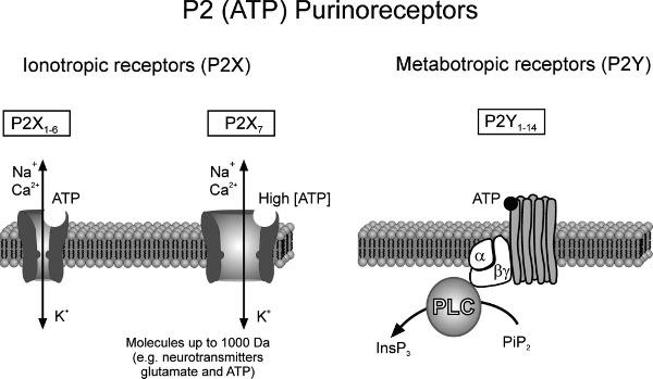 Purinoreceptorok -ligand vezérelt ioncsatornák -trimerek: homo vagy heteromerek - ATP kötésre gyors konformációváltás; Na +, K +, Ca ++ - 7 subunit, külön géneken kódolva -P2X7 aktivációra extra nagy