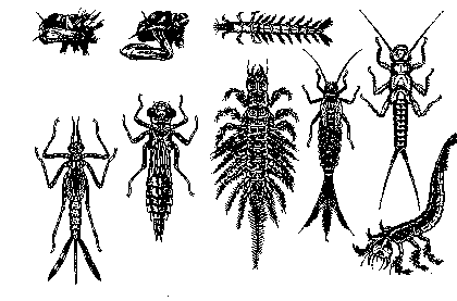 Hemimetamorphosis secunder lárva szitakötő, kérész.