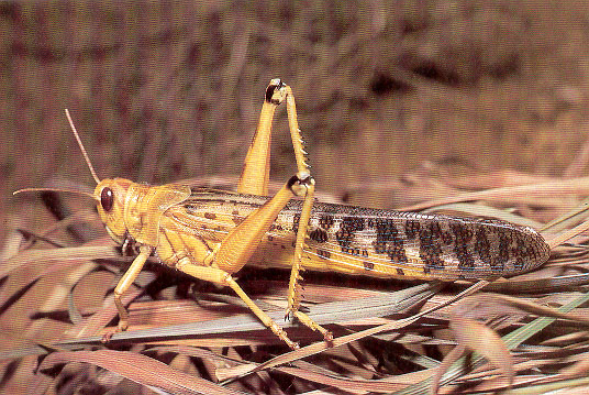 Tojókampósok (Orthoptera/Caelifera) rendje