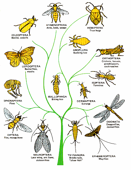 A jelentősebb 350.000 rovarcsoportok törzsfája kis testméret rövid generációs idő 250.000 200.