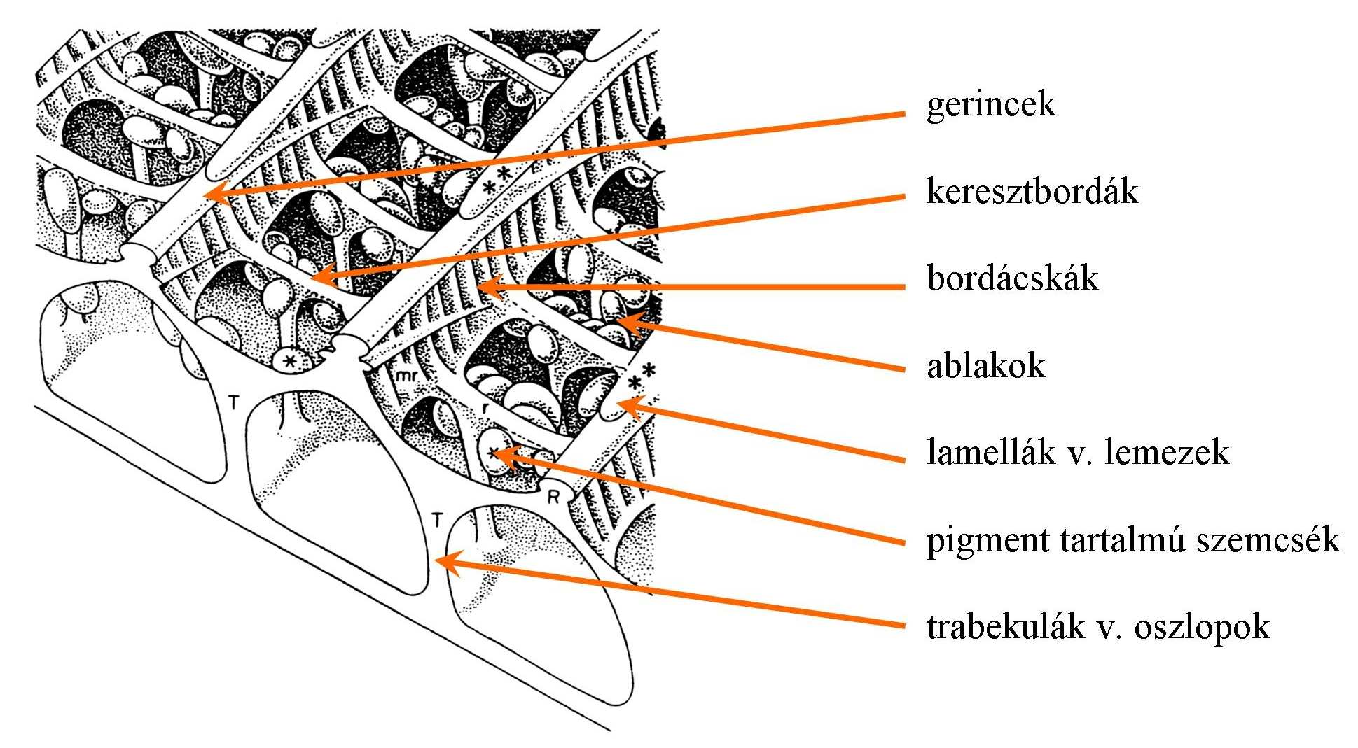 A pikkelyek háromdimenziós szerkezete kitinből épül fel, amit levegő tölt ki.