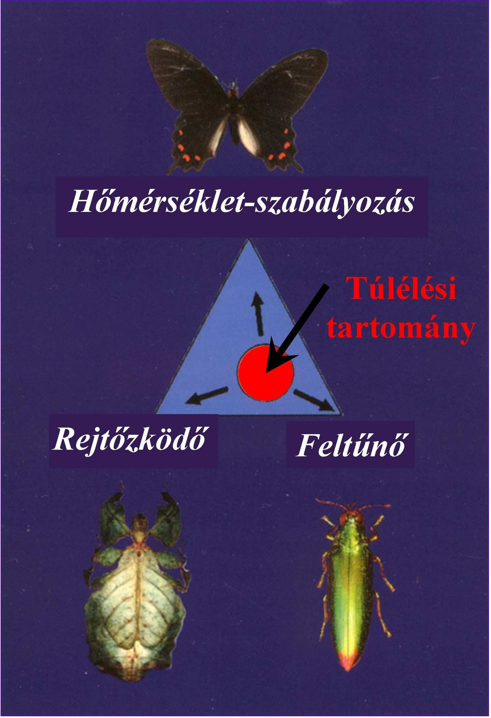 2.3. A színek evolúciós funkciója A lepkék, bogarak színének három feladatot kell teljesíteni: elrejteni az állatot a ragadozók elől, felhívni rá a figyelmet a fajtársak előtt és a testét melegen