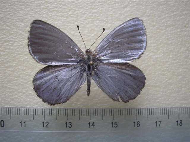 1. ábra.