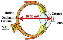 Szemmozgás A szemgolyó dipólusként működik Pozitív pólus a szaruhártya felé Negatív pólus a retina felé A szemgolyó tengely körüli elfordulásakor nagy amplitúdójú változó áramot generál, amely