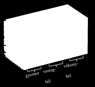 (Forrás: Balogh, 2015) A farmakológiai hitelesítés során frekvenciatartományok: Gyomor: 1-5 CPM (circle per minute) Vastagbél: 1-7 CPM Vékonybél: 10-14 CPM kapott releváns A mérési