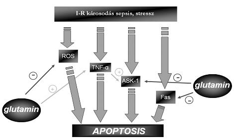 több szervet érintő traumában, drogok és gyógyszerek indukálta oxidatív stresszállapotokban, illetve hypovolaemias shockban. A máj által szintetizált GSH aktív transzport útján jut el egyéb szervekbe.