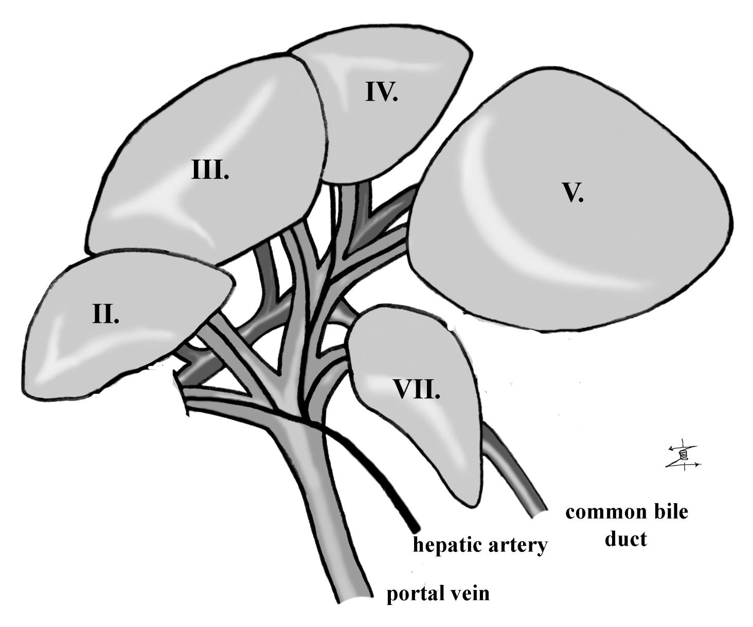 3.7.3.2. I. kísérlet részletes leírása LDF X Kontroll szövettan Ischaemia IP + I R : 30 45 60 90 min VAGY: I R: 30 45 60 90 min Reperfúzió X Ischaemiás szövettan X Reperfúziós szövettan 1.