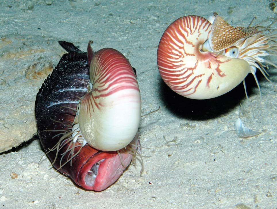 Életmód Maiak: ragadozók Nautilus: dögevő + lassú állatok: férgek