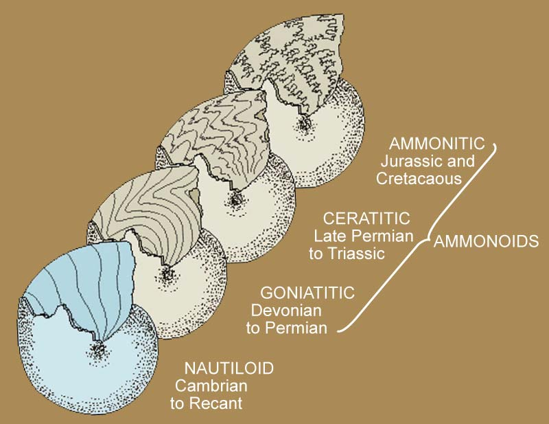 Evolúció Kambriumtól máig Korakambrium: kamrázott váz,