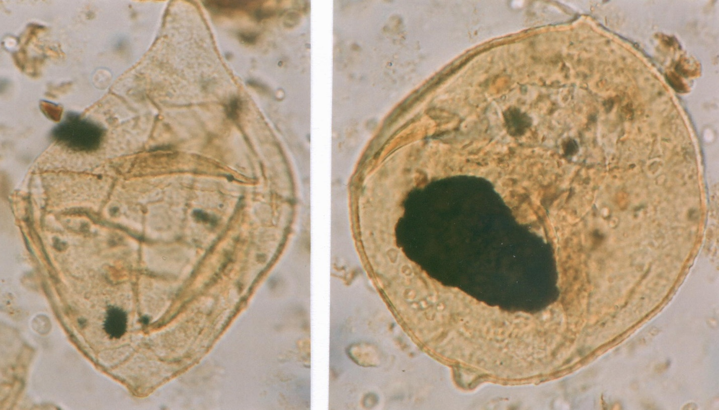 18 Sütőné: Egy geológustechnikus 3. ábra. A dinoflagelláták mikroszkópi képe: Pontiadinium pecsvaradensis P. inequicornutum átmeneti forma (84 μm) [balra] és a P. obesum (81 μm) [jobbra] az Egereág 7.
