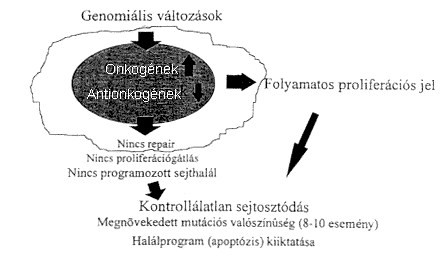 Tumoros transzformáci ció és s a