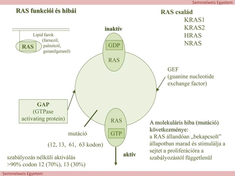 8. ábra A KRAS mutáció tipikus példája annak, hogy adott génhiba ismerete milyen fontos a terápia megválasztásában A RAS-úttal is kapcsolatban áll a PI3K-út (foszfatidil-inozitol-3-kináz), amely maga