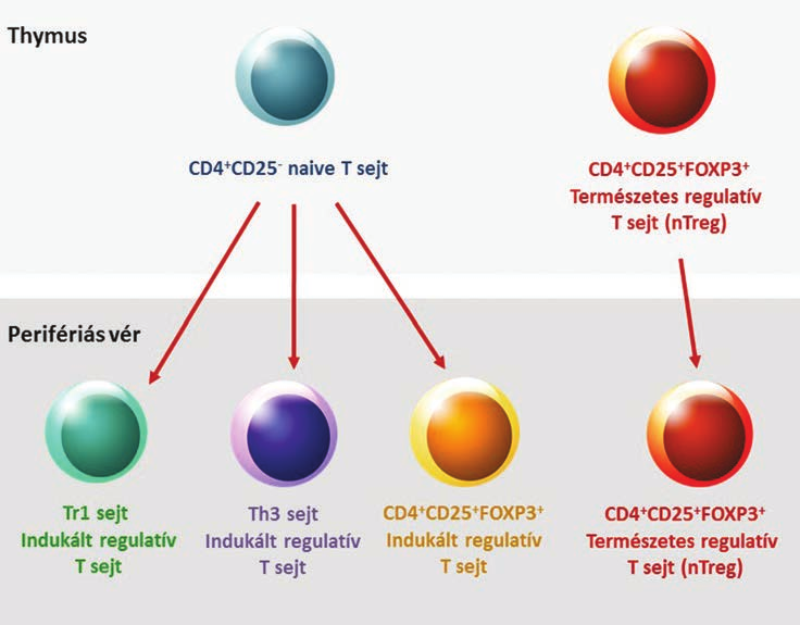 expozíció Th2 túlsúlyt idéz elô. Az AD krónikus fázisa során a bôrben már nem csupán Th2 sejtek detektálhatók, hanem a Th2 sejtek mellett fontos szerepet játszanak a Th1 és Th22 sejtek is (1, 4).