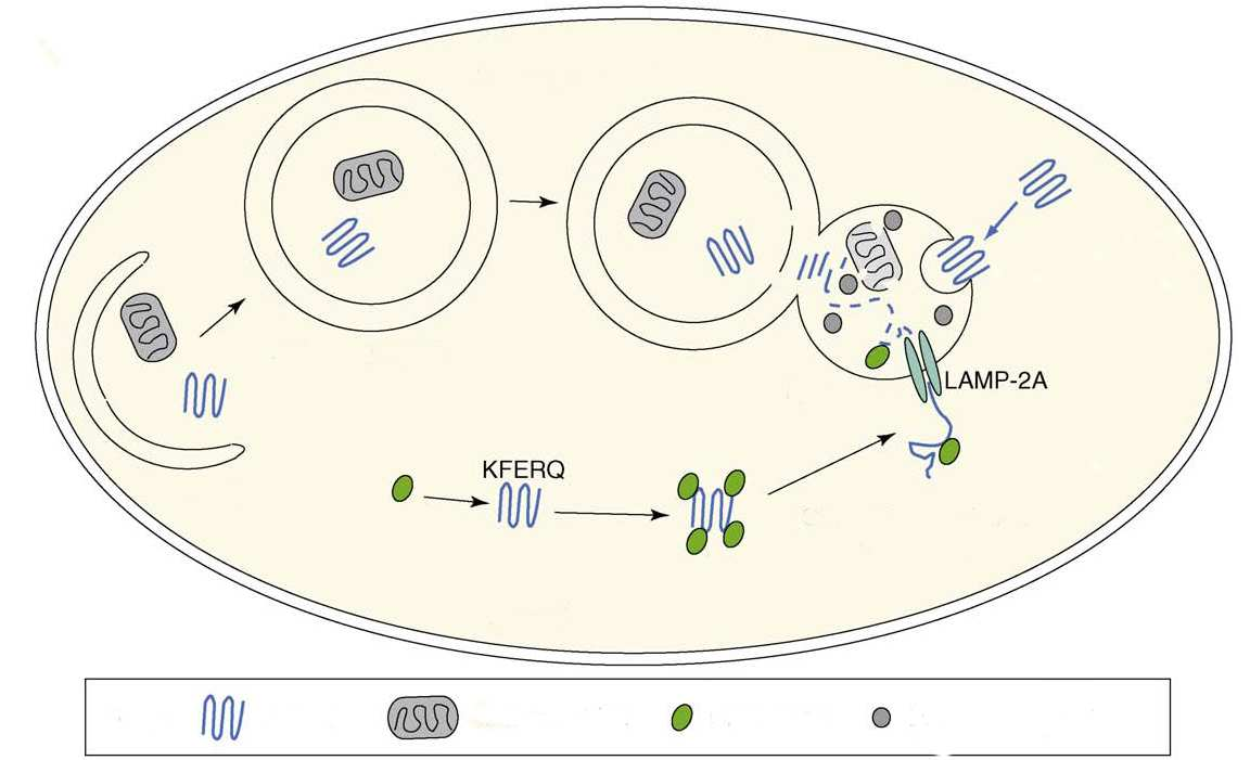 Makroautofágia lizoszóma Mikroautofágia autofagoszóma autolizoszóma fagofór citoplazma CMA Fehérje Mitokondrium Chaperone Hidroláz 6. Ábra. Az autofágia fő formái.