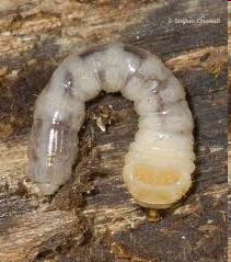 Familia: Buprestidae díszbogarak (díszbogár lárvások) Az elő- és középtor mereven csatlakozik. A testvég elhegyesedő.