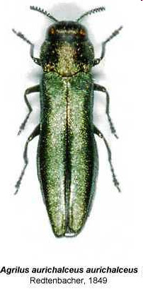 Agrilus aurichalceus málna karcsúdíszbogár jell: 4,5-8 mm, olajzöld, fémes sötétzöld. életm.: univoltin.