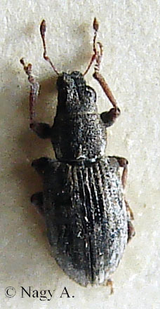 Familia: Curculionidae ormányosbogarak A fej megnyúlt (ormány). A rágó szájszerv az ormány végén helyezkedik el.