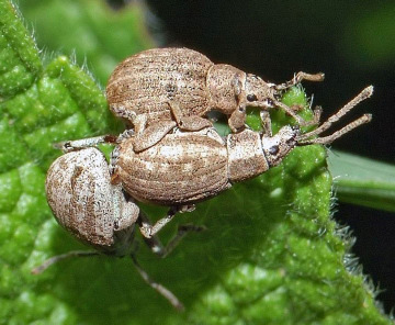 Peritelus familiaris kendermagbogár jell: 3-6 mm, barnásszürke, szürke, a pikkelyszőrök foltokat képeznek rajta.