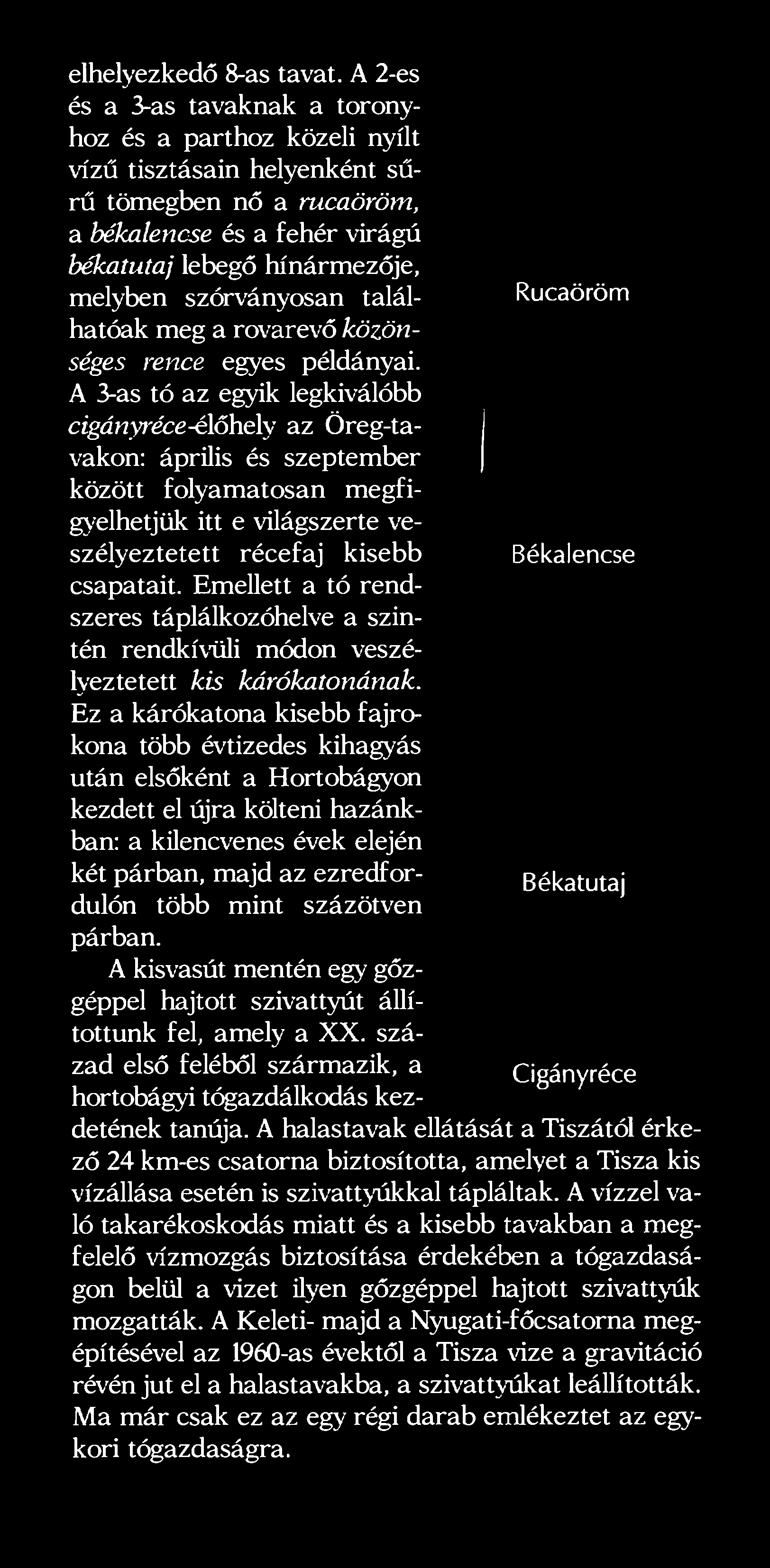 szórványosan találhatóak meg a rovarevő közönséges rence egyes példányai.