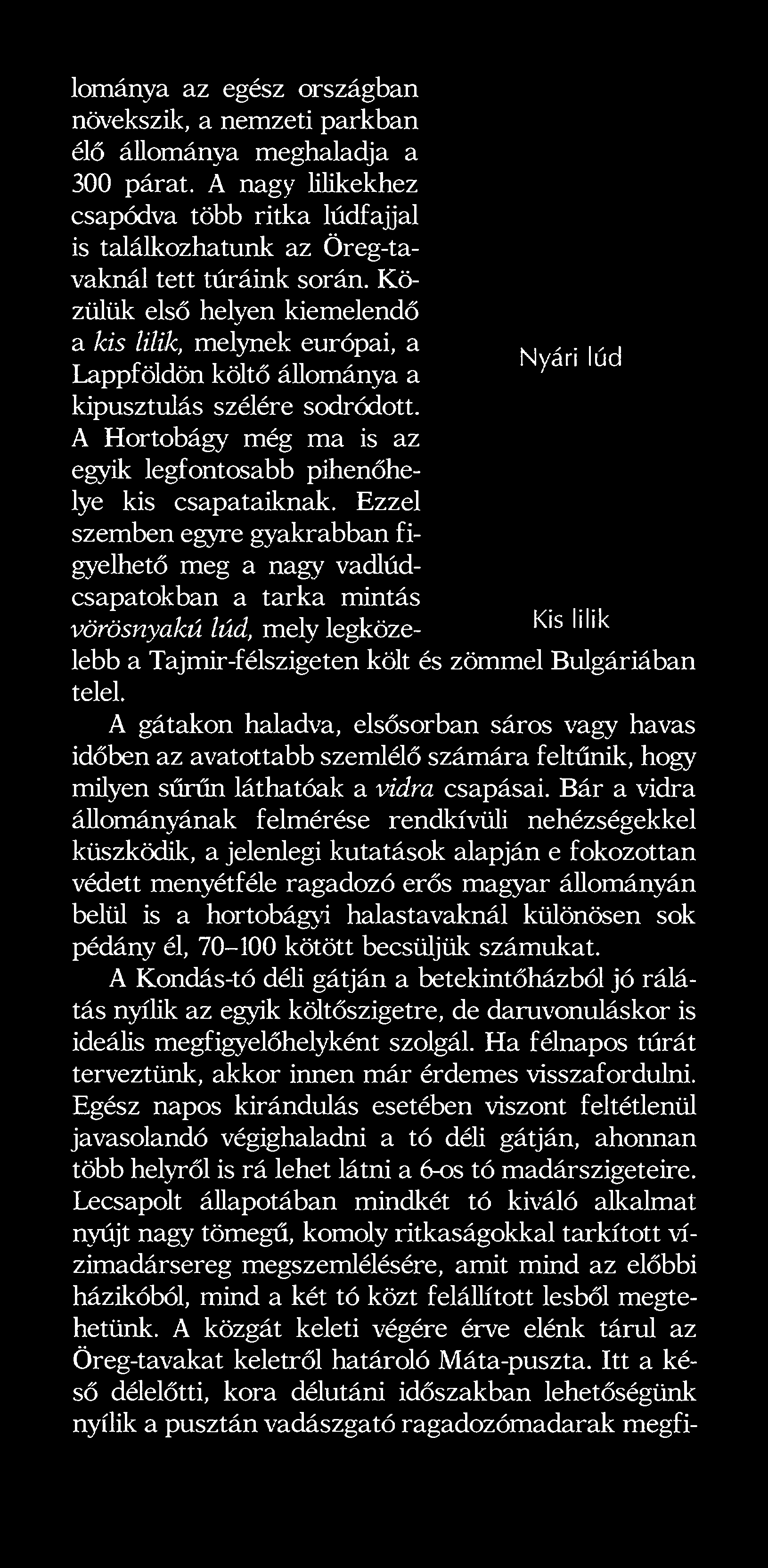 A Hortobágy még ma is az egyik legfontosabb pihenőhelye kis csapataiknak.