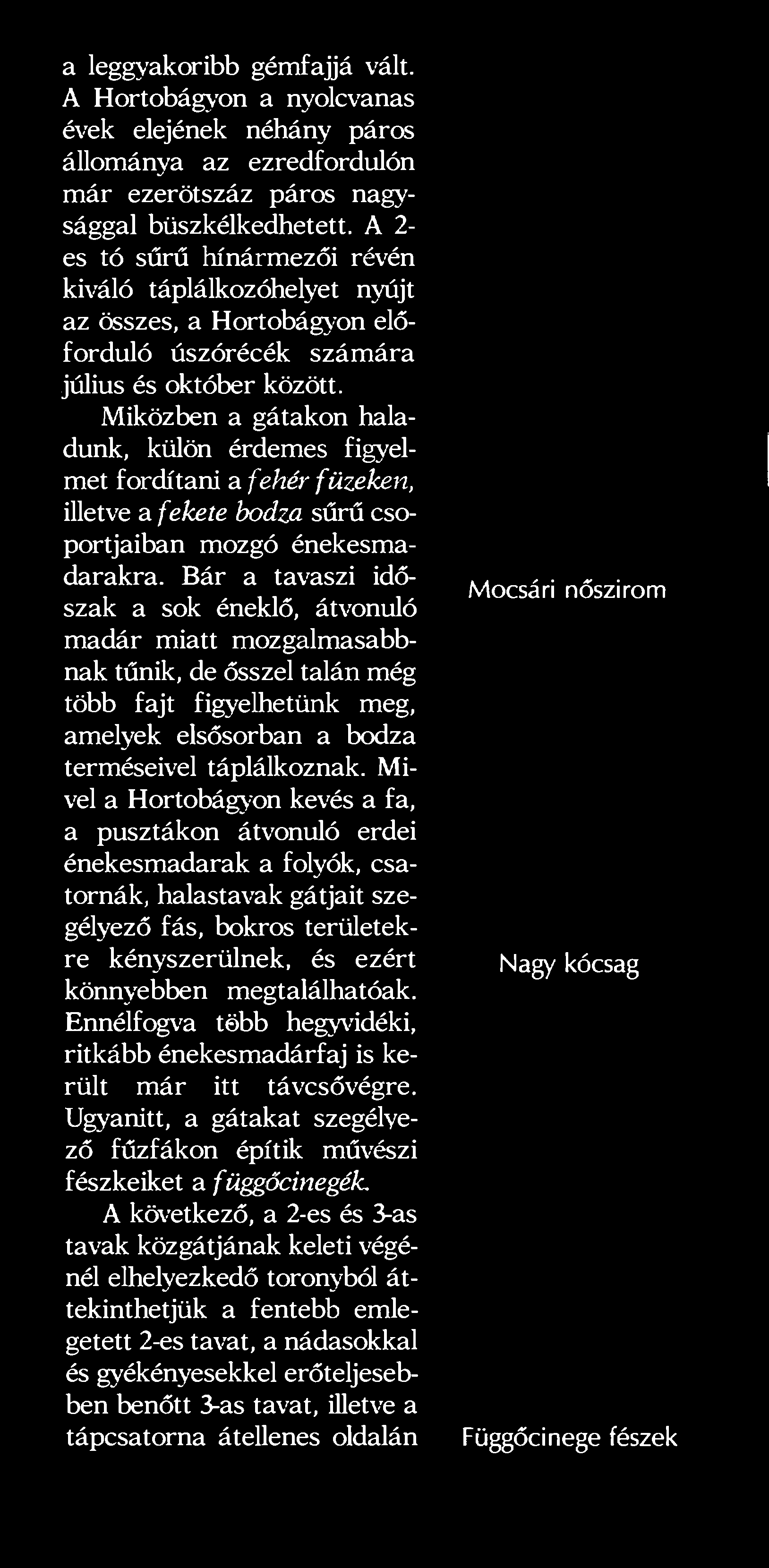 Miközben a gátakon haladunk, külön érdemes figyelmet fordítani a fehér füzeken, illetve a fekete bodza sűrű csoportjaiban mozgó énekesmadarakra.