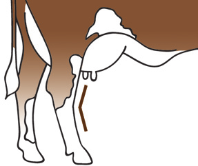 Lábszerkezet Hátulsó láb állása A hátulsó láb állásának leírása a köröm és