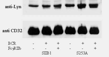 4. ábra. Szerin/alanin cserét tartalmazó FcγRIIb-ral transzfektált sejtekben BCR-en keresztül aktivált mintákban az FcγRIIb-hez kapcsolódó lyn mennyisége megnőtt.