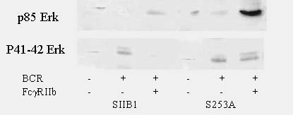 Szerin/alanin cserét tartalmazó FcγRIIb-ral transzfektált sejtekben (S253A) BCR- FcγRIIb keresztkötést követően megfigyelhető a 85 kda és a 41/42 kda Erk fokozott kötődése az FcγRIIb-hez.
